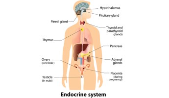 Evaluating the interplay between endocrine function and traumatic brain injuries